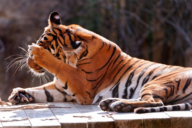 These photographers again!